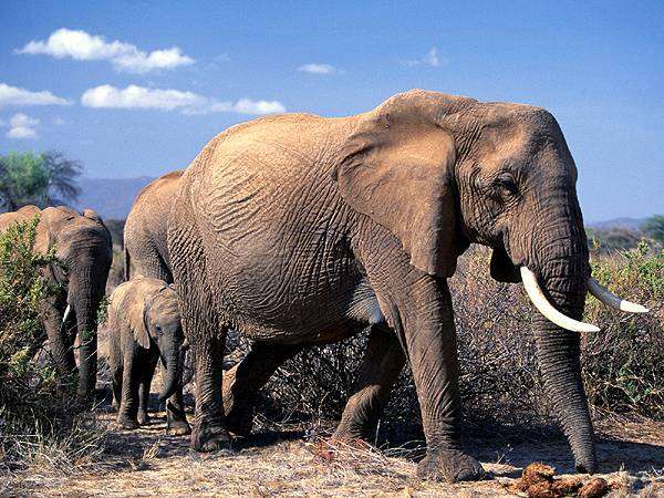 afrikanskie-slony-1616942020.jpg