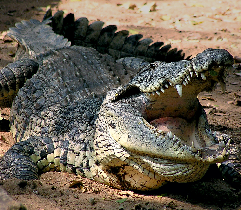 krokodil-1490207183.jpg
