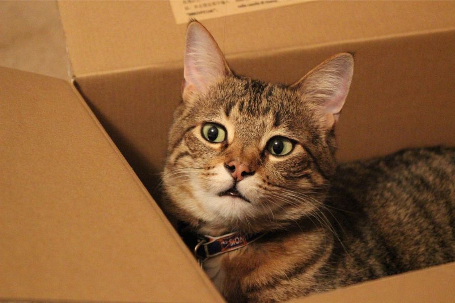 Таємниче кохання між котами та порожніми коробками