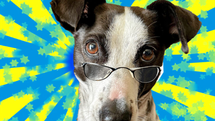 Чи може собака мати поганий зір? Чому я думаю, що моїй собаці потрібні окуляри