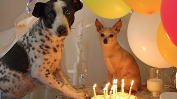 З днем ​​народження, Матильда та Корова! Що зберігає молодість моїх собак у 9 років