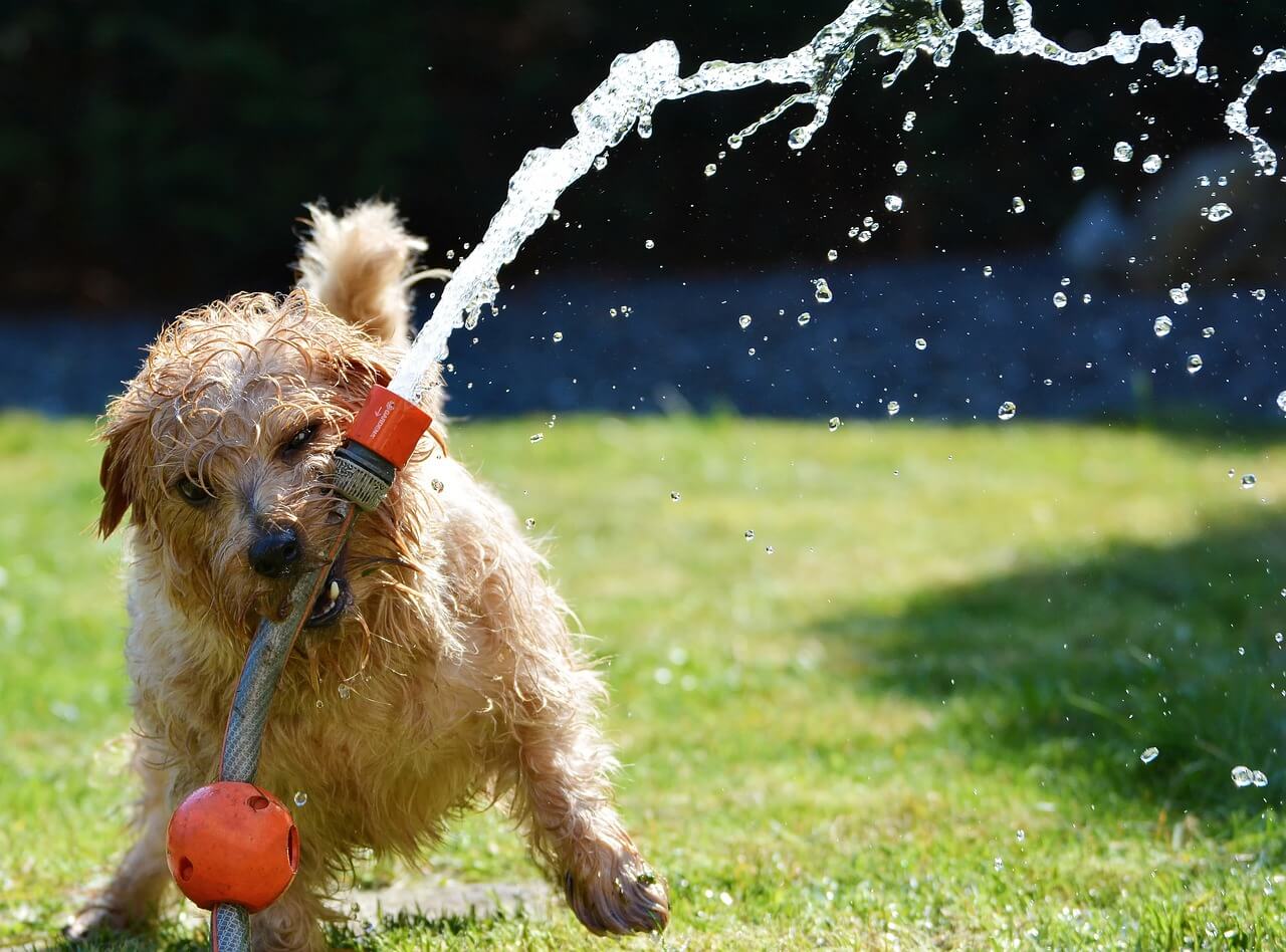 dog-garden-terrier-fun