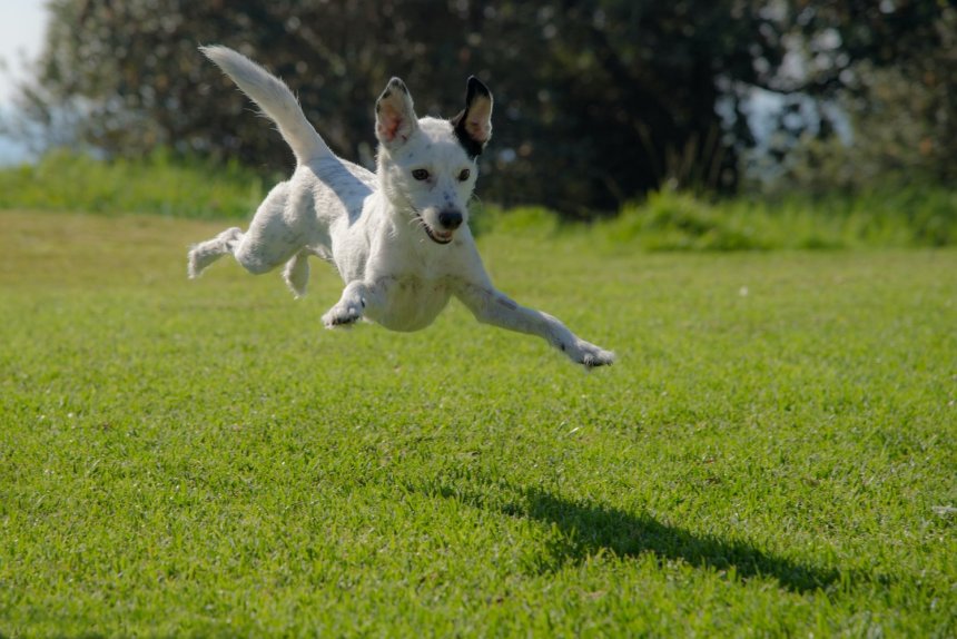 Zoomies: собаки, коти і навіть кози роблять їх!