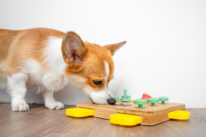 Ласощі для собак змінюють правила гри, коли мова заходить про те, щоб позбутися від нудьги