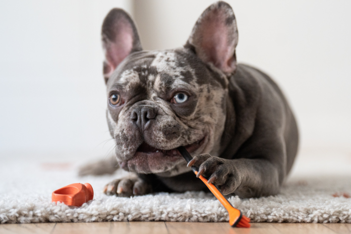 Покроковий посібник PawReady щодо чищення зубів вашої собаки