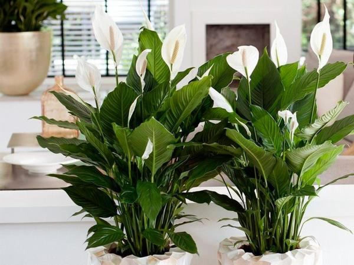 Найпопулярніші кімнатні рослини в Україні